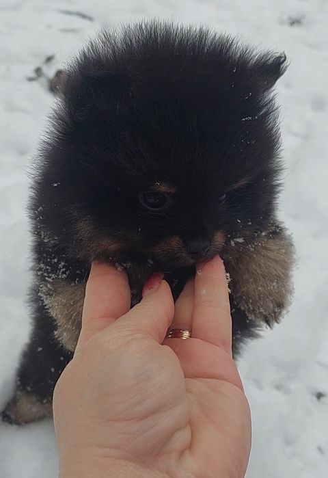 Мини мальчик померанчик