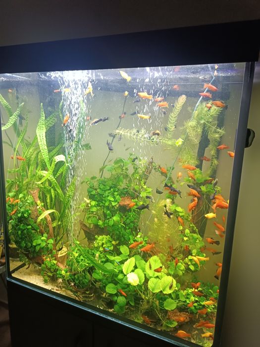 Sprzedam lub zamienię akwarium 400l wym 90x50x90