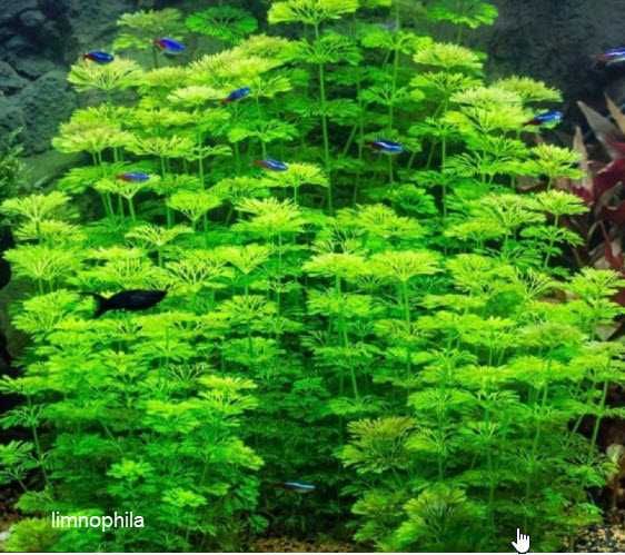 Plantas e musgo para aquário
