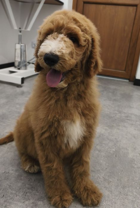 Urocza suczka pudel standart Giant.duży pudel.