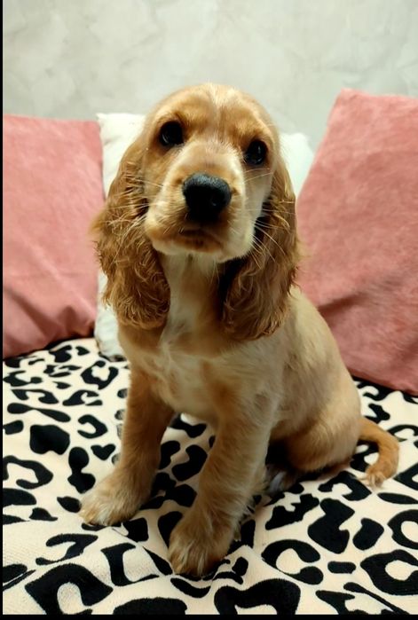 Piękny Cocker spaniel angielski  złoty biszkoptowy