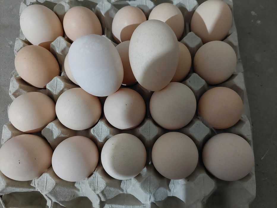 Jajka wiejskie dostawa