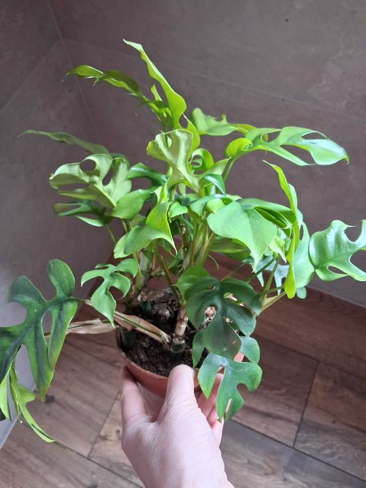 Monstera ''Minima'' Rhaphidophora tetrasperma