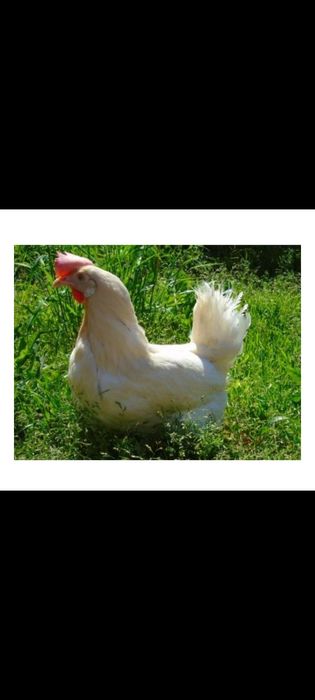 Kury nioski ,hurtowo.Dowieziemy