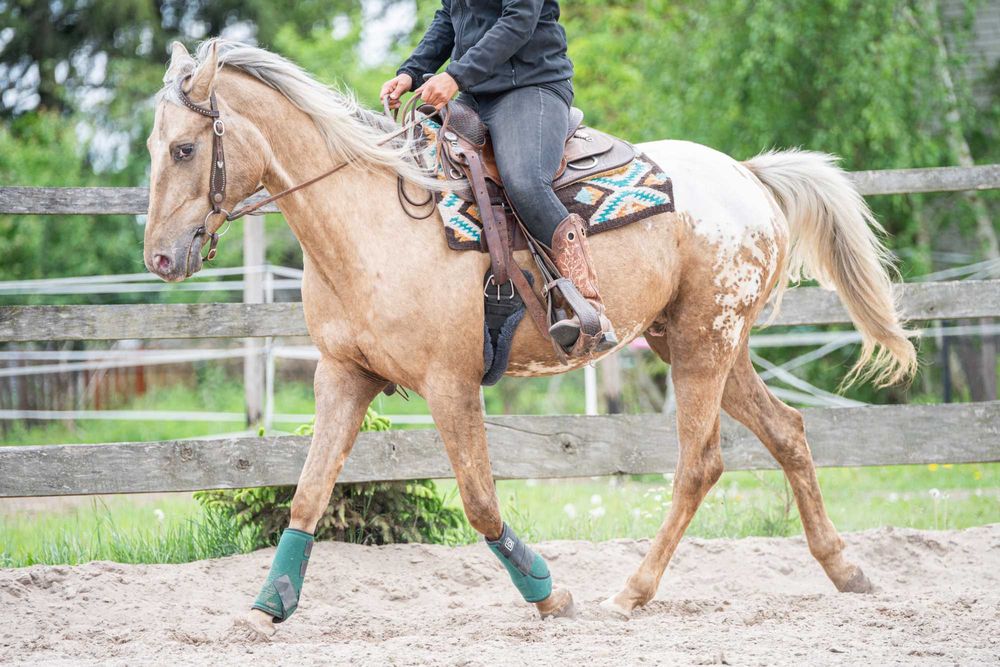 Pięknie umaszczony wałach Appaloosa