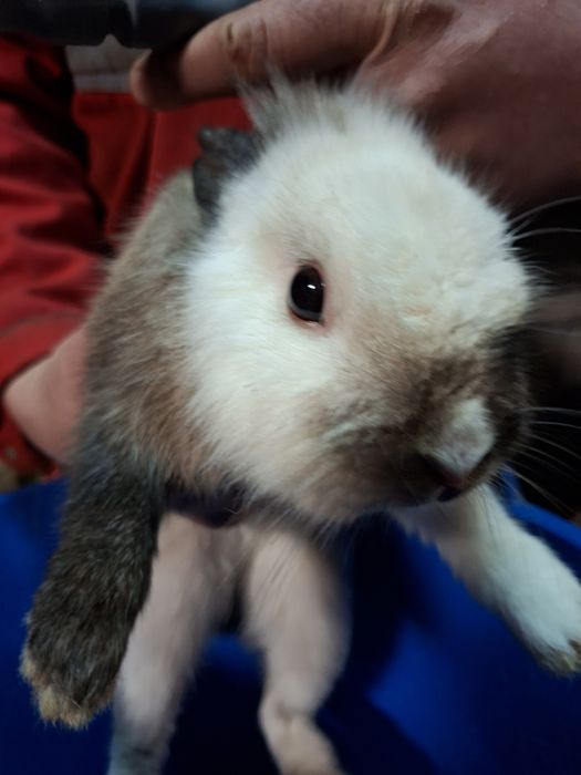 Kroliczki miniaturki Lwy !