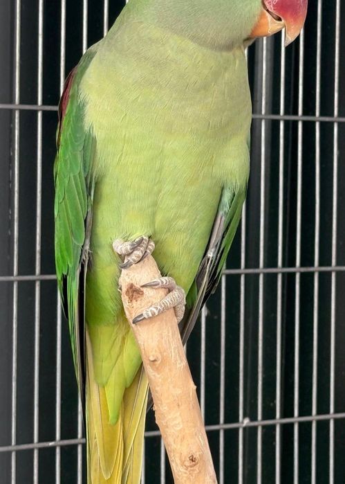 Aves Grandes Alexandrinos
