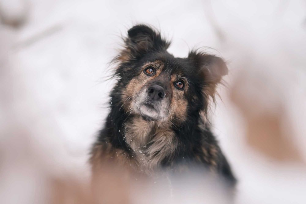 Spokojna starsza suczka do adopcji