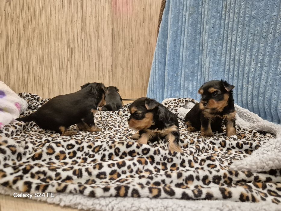 Yorkshire terier  sunia