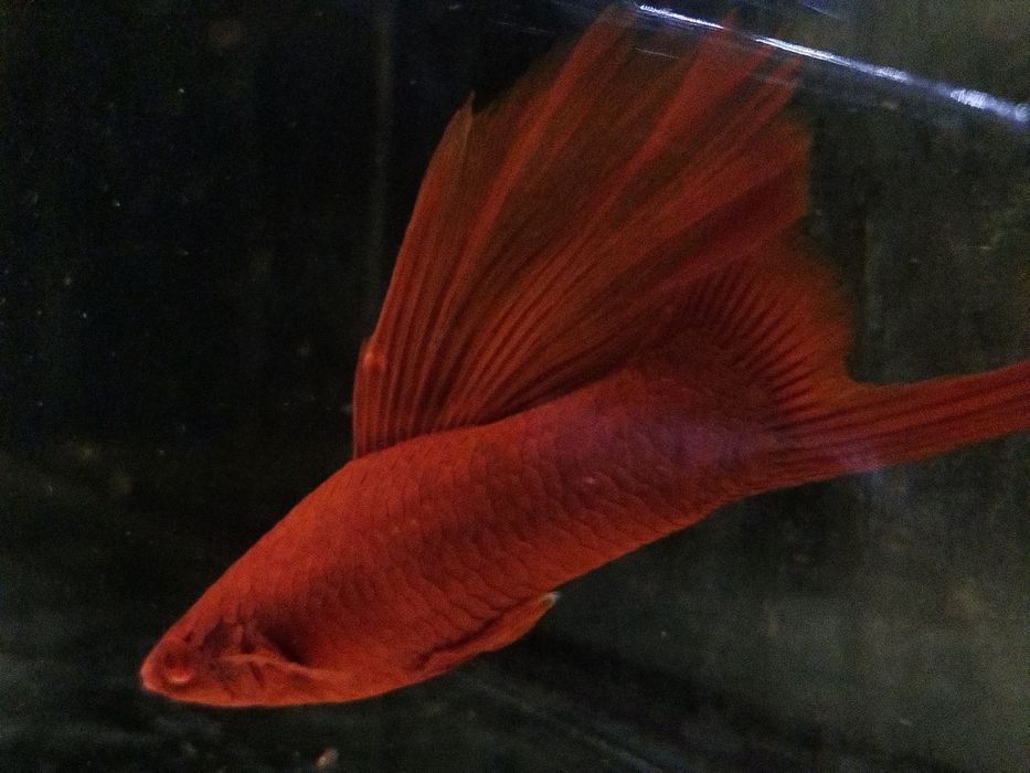 Mieczyk albino Red standard 40szt albino Red + 10 szt albino standard