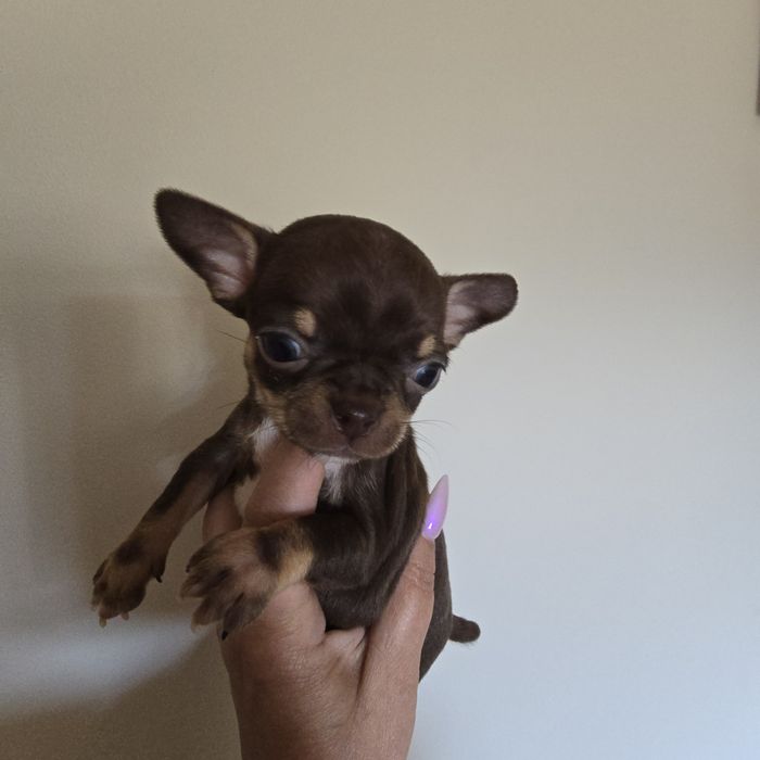 Chihuahua  suczka czekoladowa mini kruszynka