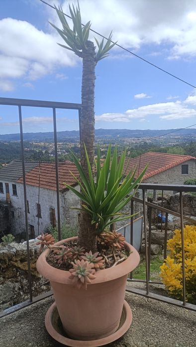 Planta Fiteiro em vaso