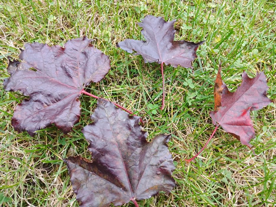 Klon bordowolistny na pniu, wys. ok. 4 m Rezerwacja