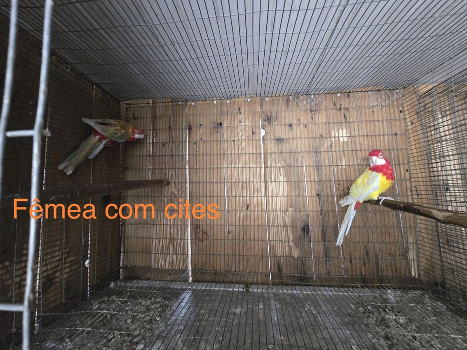 Casal de roselas e um macho