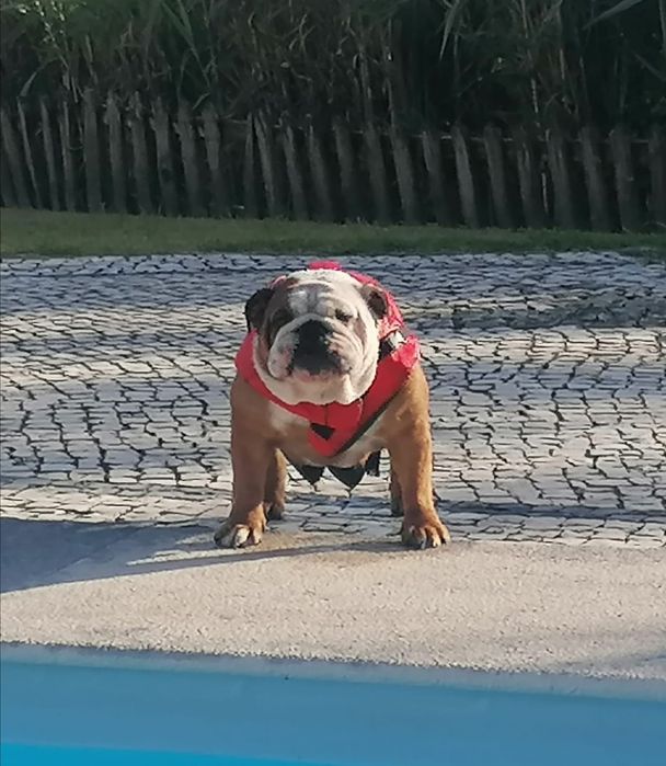 Bulldog Inglês -  com Lop, Afixo, garantia