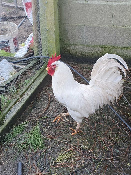 Galos  e galinhas Leghorn  White.