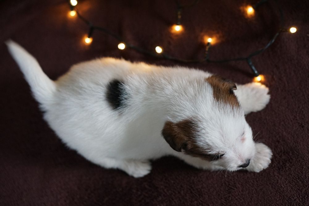 Szczenię z oficjalnej hodowli FCI  ZKwP oddz.  Chojnice