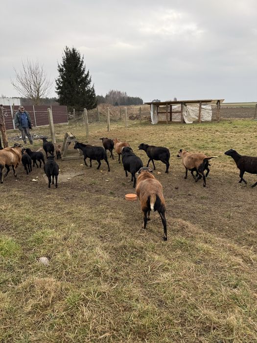 Owce i barany kameruńskie