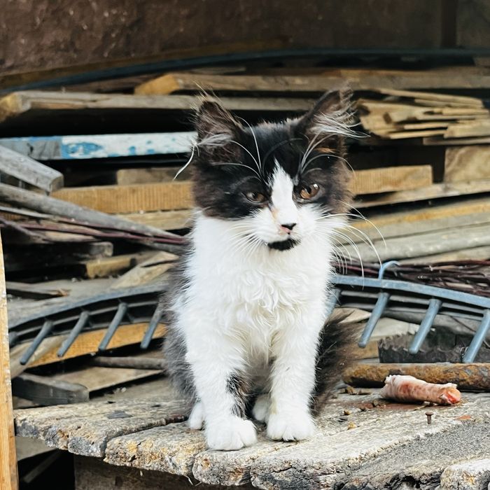 Котик, котята, коти Безкоштовно