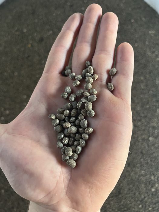 Łubin wąskolistny, wyczyszczony!