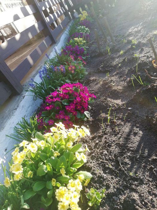 Продам різні багаторічні квіти та декоративні рослини,