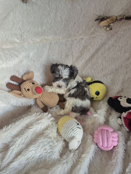 Biewer Terrier Macho  Lilac Pied Criadora Registada PT3088FL