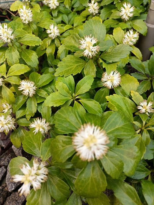 Продам хости і рослини для тіні