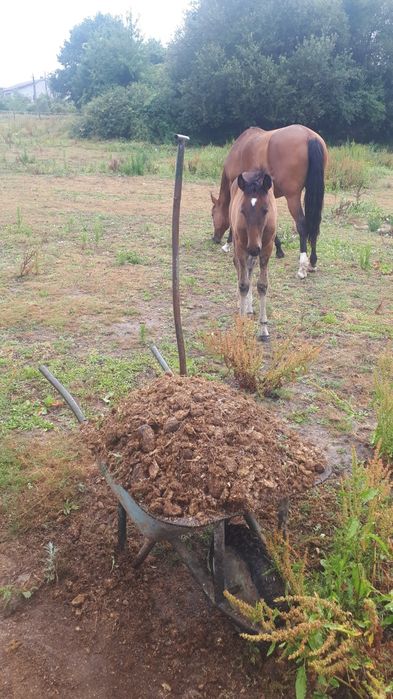 Estrume de cavalo