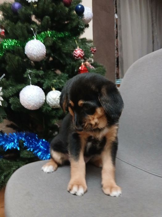 Віддам у добрі руки собачку(дівчинка 3міс)