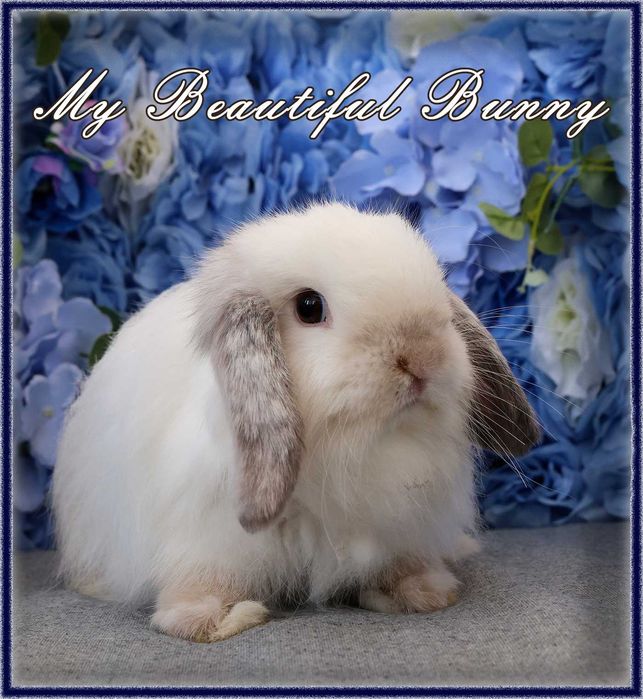 Piękny Królik Mini Lop - Frosty Point