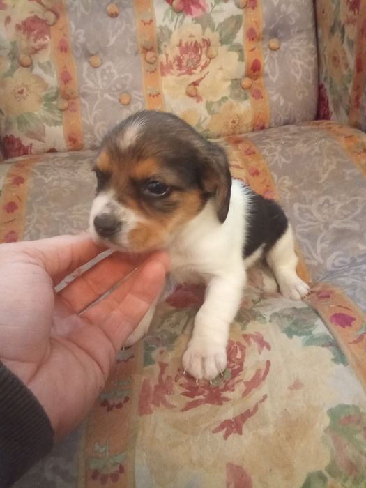 Beagle tricolor fêmea