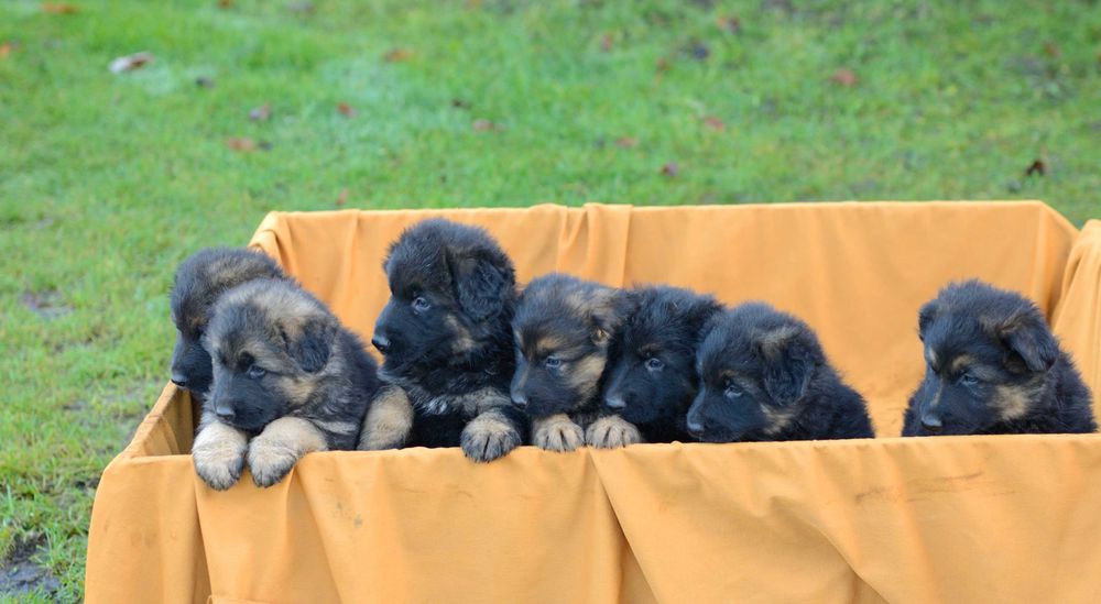 Owczarek niemiecki  długowłosy