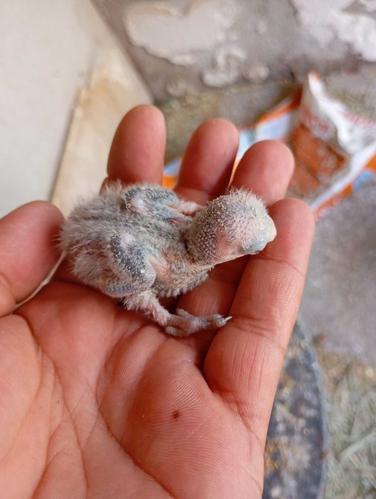 Vendo agapornis bebe para cria a mão