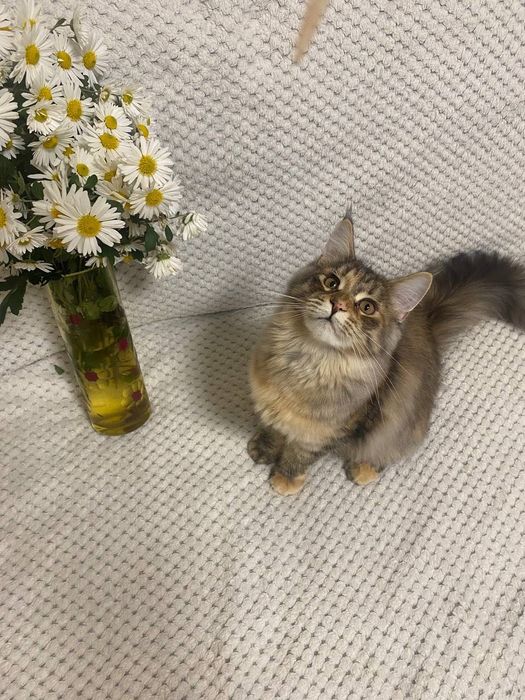 Котики Мейн-кун.