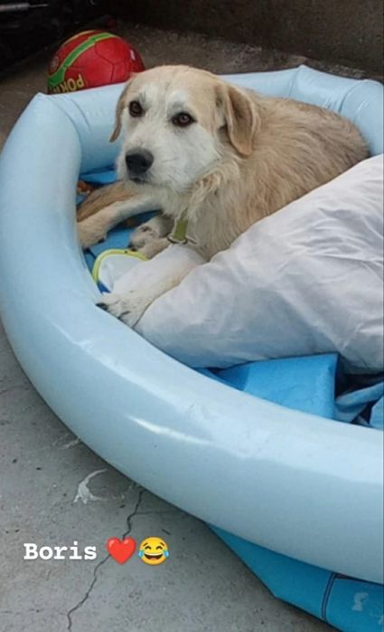 Cão de porte grande