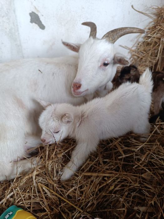 Vendo Cabra Anã - 1 mês vida