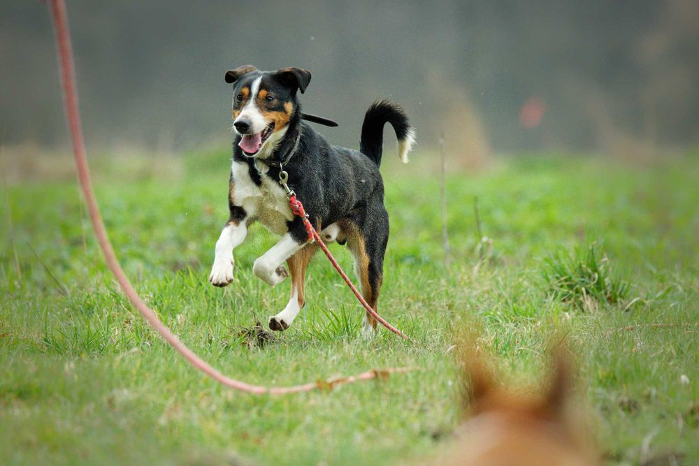 Reksio- bajkowy psiak szuka człowieka [FILM]