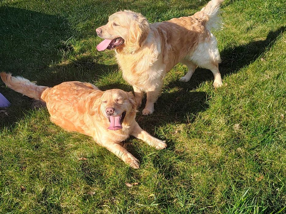 Golden retriever piesek po Championie Pakiet Badań DNA