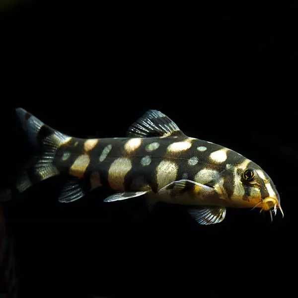 GB Bocja Kubota, Botia Kubotai