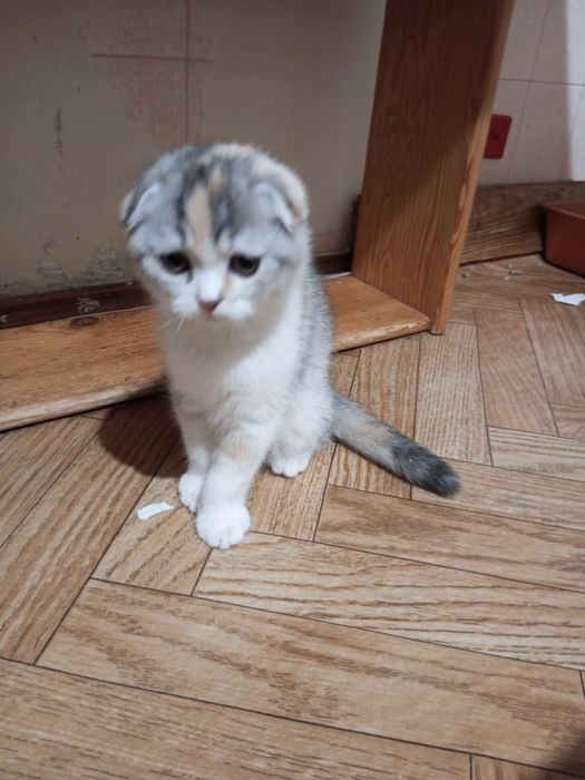 Продам вислоухую принцессу.