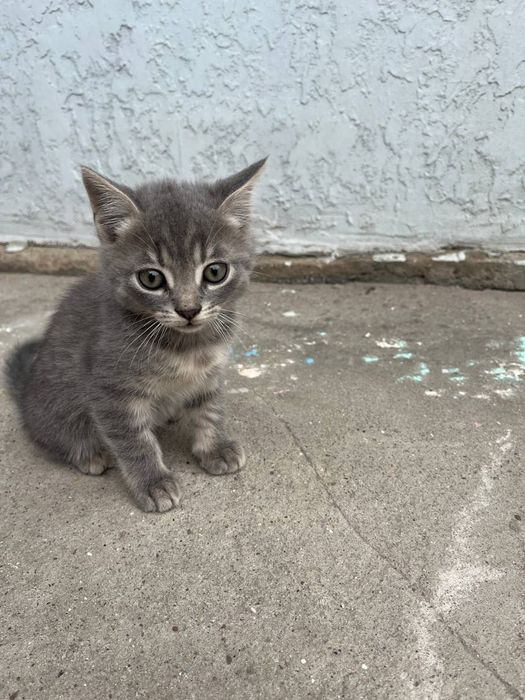 Віддам кошенят.  Хлопчик і дівчинка