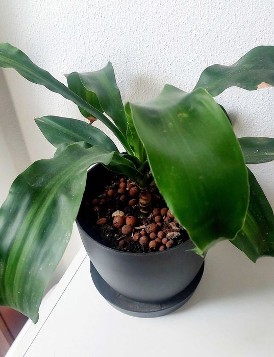 Plantas naturais