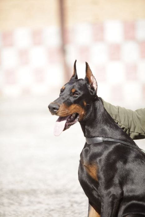 Доберман. 6 місяців