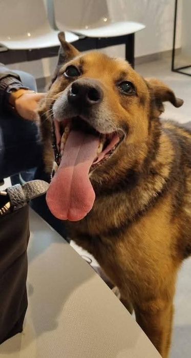 Uśmiechnięty Gajusz do adopcji