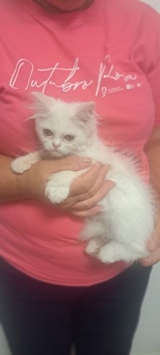 Gatinha persa branquinha