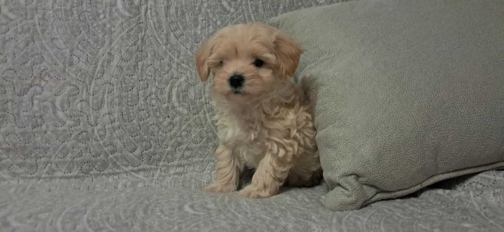 Piękna piesek Maltipoo