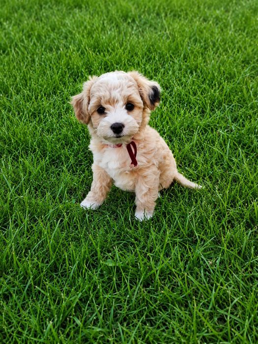 Szczeniaki Maltipoo