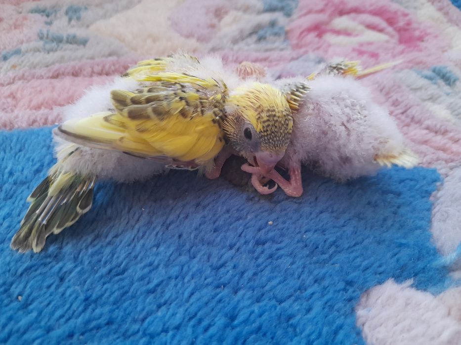 Periquitos australianos para acabar de criar
