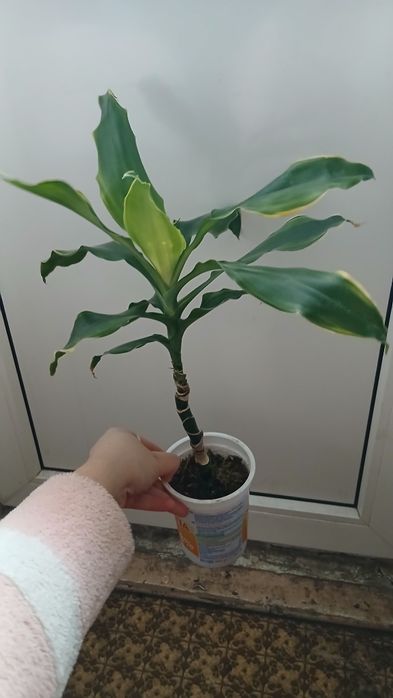 Вазон Драцена запашна