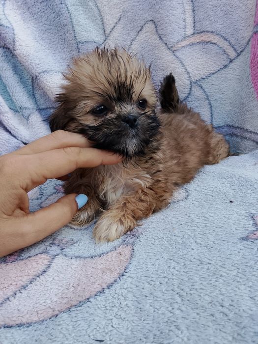 Maleńka dziewczynka Shih tzu  8 tyg szuka domu